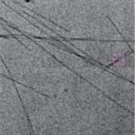 Electron Microscope image of tau proteins (long dark sticks in grey background), with scale bar reading "100 nm."