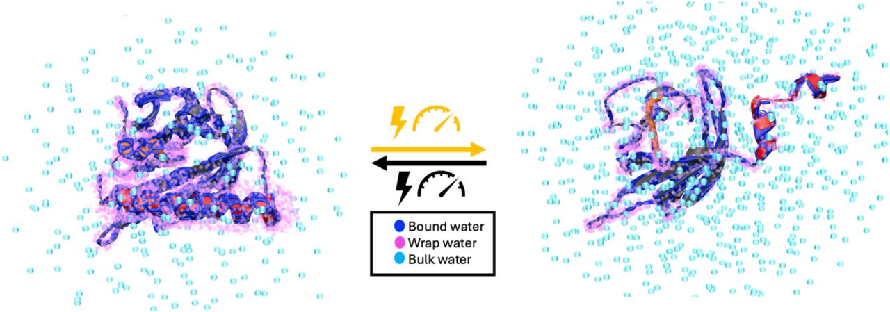 Protein on left shown surrounded by several light blue dots representing bulk water, with pink dots of wrap water closer to it and dark blue dots of bound water bound closely to it. The protein on the left is very clumped together. On the right is the protein unclumped, with less wrap water and bound water but more bulk water. In between are arrows indicating light activation (yellow pointing to the right, black pointing to the left) indicating that the right side is the state of the protein under light while the left is when there is no light. Underneath that is the box with the key for what color dot corresponds to what water type.