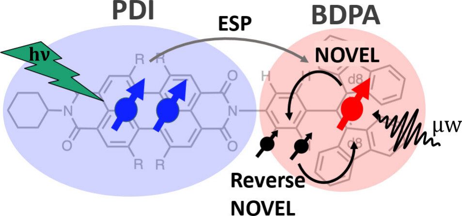 On the left is a chromophore radical chemical structure labeled "PDI" in a blue oval highlight, with green lighting hitting two electron spins on it. On the right is a BDPA molecular structure in a red circular highlight with one electron spin. An arrow going from the left to the right structure labeled "ESP" is shown. A cycle arrow with NOVEL and REVERSE NOVEL is also shown on the right, with the Reverse NOVEL side including two blacked out spins. There is a wave pattern labeled "uW" for "microwave" coming out of the BDPA side.