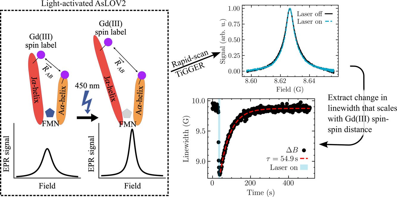 On the left is a box with two graphs side by side on the bottom, the left one showing a shorter "hill" than the one on the right. Both graphs on the left show EPR signal as a function of field. Above each one are two alpha-helix strands represented by ovals, the left red and the right orange, each ending in a Gd spin label represented by a purple circle. The distance between the two strands is longer for the one on the right than for the one on the left. To the right of this box with figures is a figure up top showing a similar "hill" except in blue for laser on and black for laser off, and below it is a buildup curve. There is an arrow pointing from the blue hill figure down to the buildup curve figure (Linewidth in Gauss vs time) that reads "Extract Change in Linewidth that scales with Gd(III) spin distance". The box on the left points to the laser on/off chart on the right with an arrow labeled "Rapid Scan TiGGER"